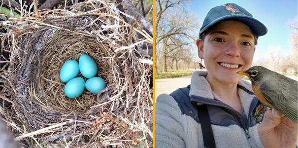 Karin Sanchez holding a robin and a robin nest with blue eggs